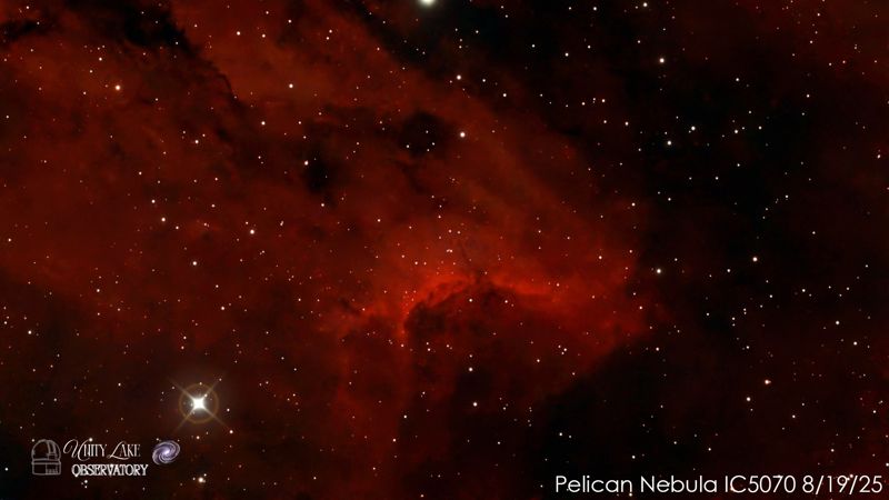Pelican Nebula