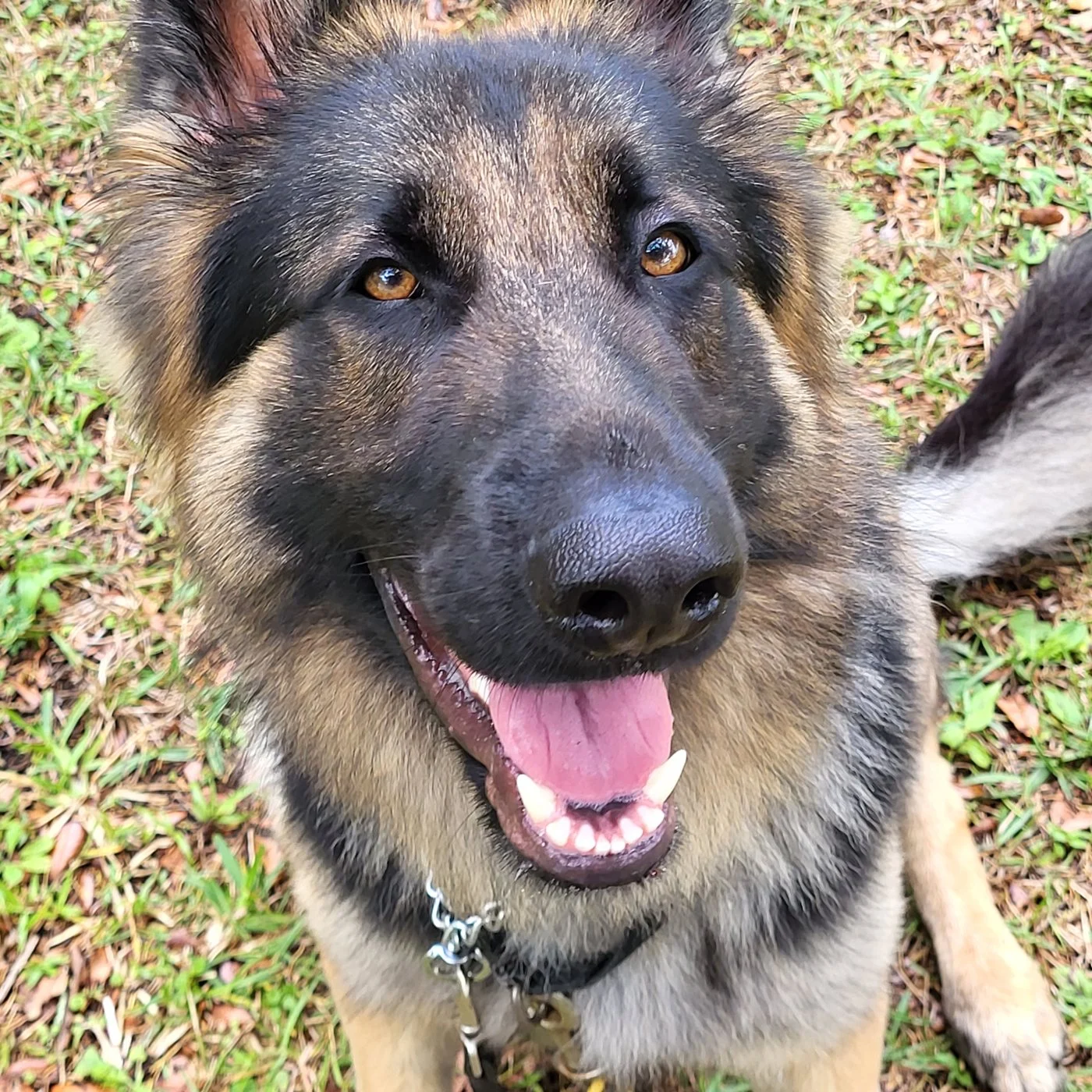 Close-up of Gunny